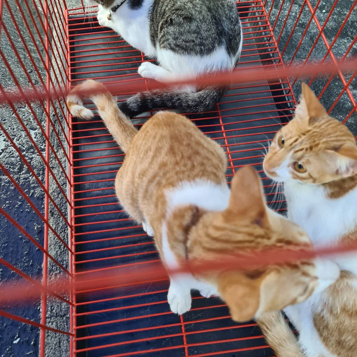 PPBCC_Official's tweet photo. Magandang umaga
Si meow at si aw aw handa na mag pakapon
#petsofinstagram
#kaponppbcc
#ppbcc https://t.co/dmPLbXcRv7
