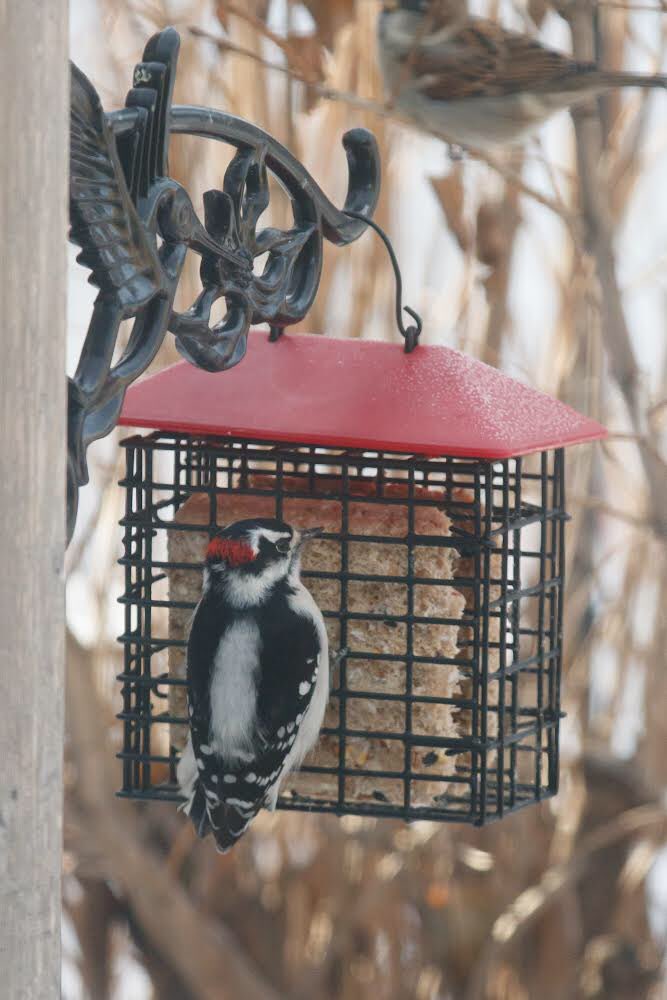 chinooksuetyyc's tweet photo. I’m grateful to be married tosomeone who is A) Very supportive of my new business venture & B) Enjoys doing nature photography. It means I end up with pics like this! #calgarybirds #yycbirds #suetcakes #nomeltsuet #downywoodpecker #housefinch #woodpecker cc: @SystematicBias https://t.co/0vv9CVfXur