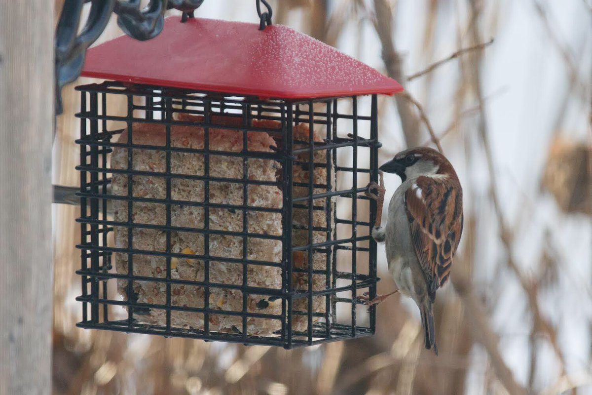 chinooksuetyyc's tweet photo. I’m grateful to be married tosomeone who is A) Very supportive of my new business venture & B) Enjoys doing nature photography. It means I end up with pics like this! #calgarybirds #yycbirds #suetcakes #nomeltsuet #downywoodpecker #housefinch #woodpecker cc: @SystematicBias https://t.co/0vv9CVfXur