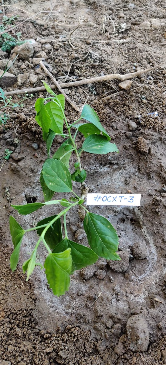 OnChainStore's tweet image. #Minted 
OCXT#3 by @yenargee at 0x481c0121be626ed5544249c9fe88fef7c78e53dd

@yenargy contributed another green to the society planted @ 28.446751285359767, 77.0670170096180

#NFT #NFTCommunity #nftcollectors #Christmas #NFTGiveaway #NFTdrop