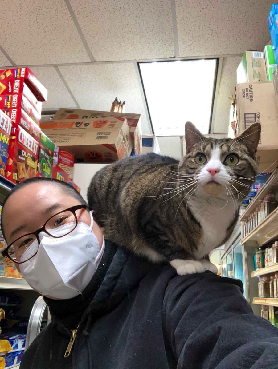 Bodega Cats (@bodegacats_) on Twitter photo 