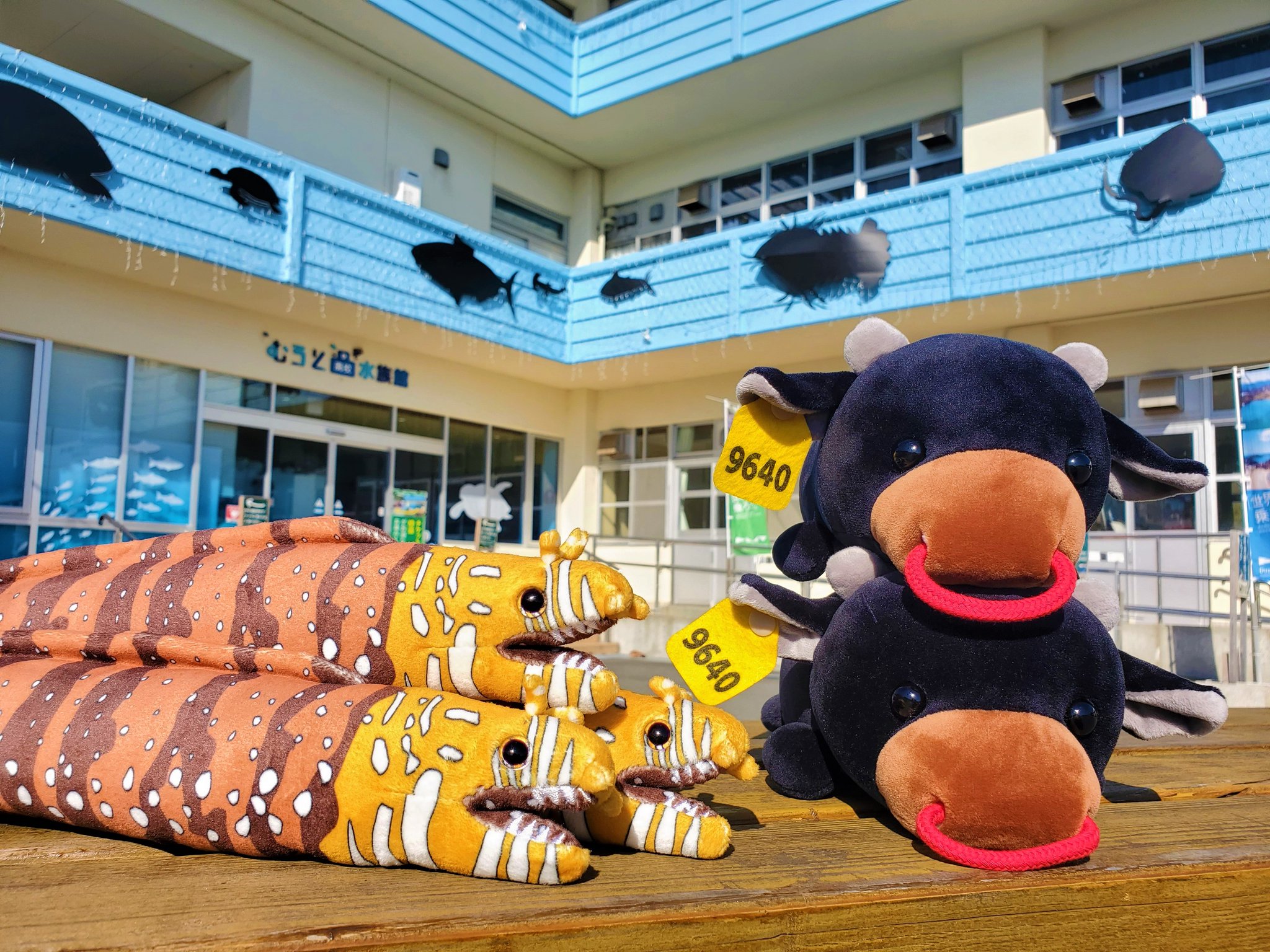 むろと廃校水族館 on X: 