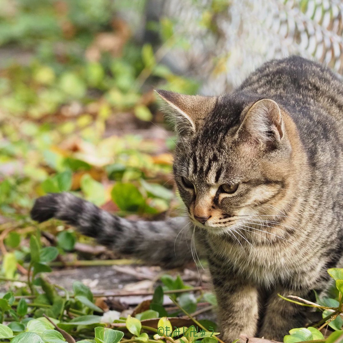 鞆の浦ねこズ85