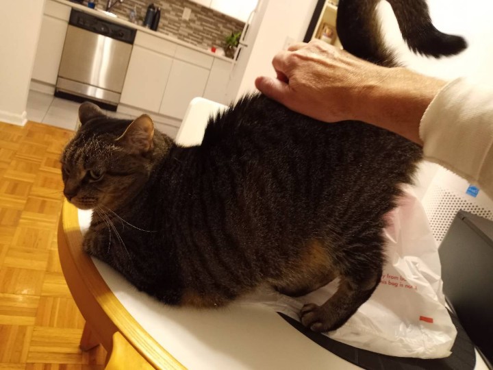 BuckyKatt's tweet photo. #CatoftheDay Client Zooey displays full elevator butt extension for lower back scritches. #cats #catsoftwitter #catsofnewjersey https://t.co/Q3dRdZdqDp