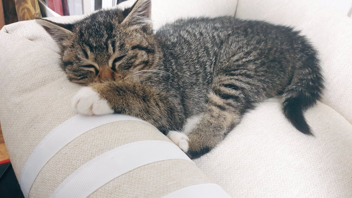 Nyanrin_Nokcha's tweet photo. #입양홍보 #녹차는_커피콩색 #녹차가족찾아요 #사지말고입양하세요 
3개월된 건강한 냥린이 녹차의 가족이 되어주세요!
인천에서 지내고있어요
1차 접종은 다음주 예정! 낯가리는것도 거의 없는 고양이에요🥰
입양 문의는 DM으로 찾아와주세요! https://t.co/CxLFhGSxtb