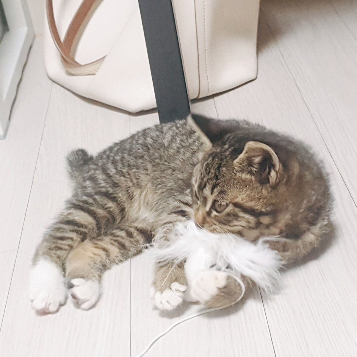 Nyanrin_Nokcha's tweet photo. #입양홍보 #녹차는_커피콩색 #녹차가족찾아요 #사지말고입양하세요 
3개월된 건강한 냥린이 녹차의 가족이 되어주세요!
인천에서 지내고있어요
1차 접종은 다음주 예정! 낯가리는것도 거의 없는 고양이에요🥰
입양 문의는 DM으로 찾아와주세요! https://t.co/CxLFhGSxtb