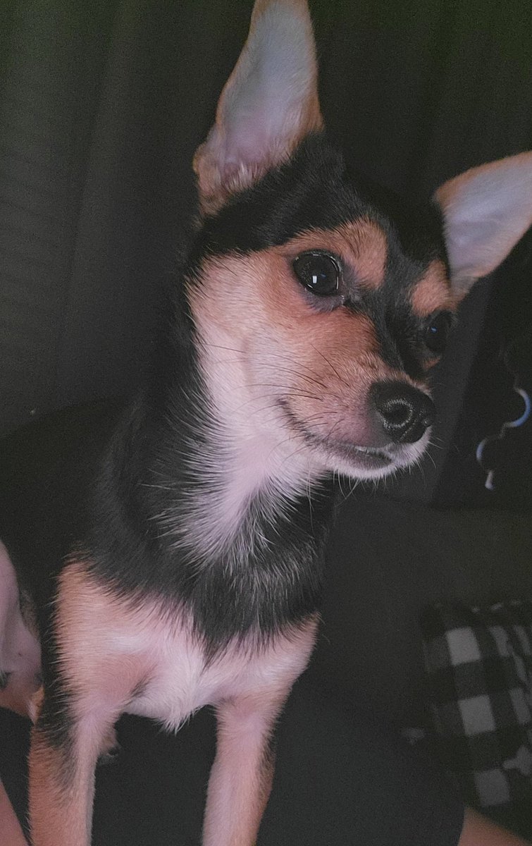 JessicaLynneCor's tweet photo. Blue patiently waiting to see who Michelle picks 🤣 
#teambrandonovahere @BacheloretteABC https://t.co/Tln1oAonJ7