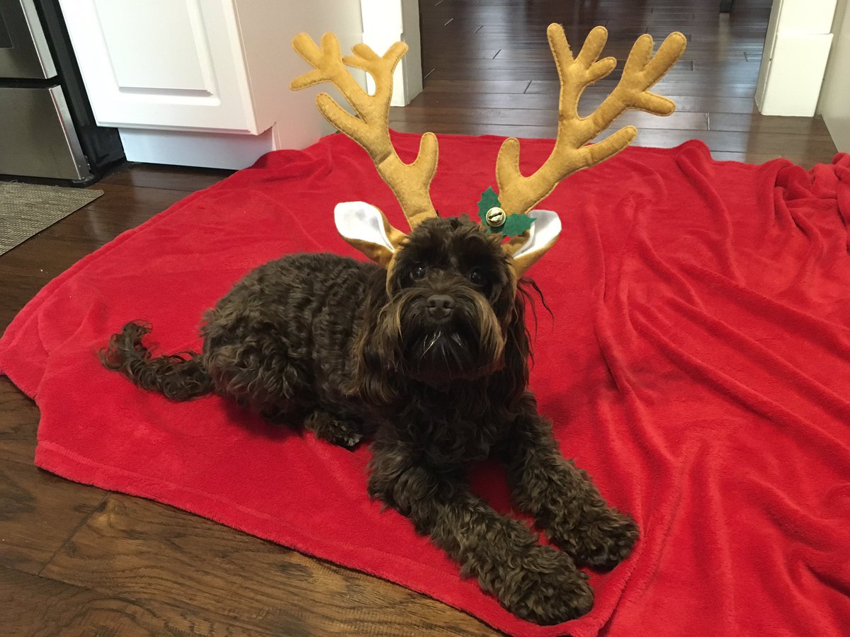 Laurier Dogs tweet media