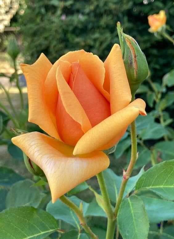 China8888029's tweet photo. good afternoon my dear friends https://t.co/DPLuVMikpr