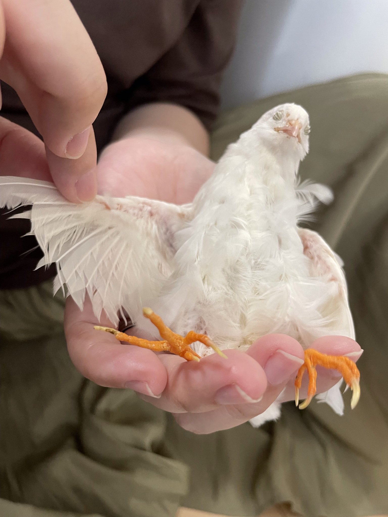 家族が生き物ラブでして Himeuzurasaku Twitter