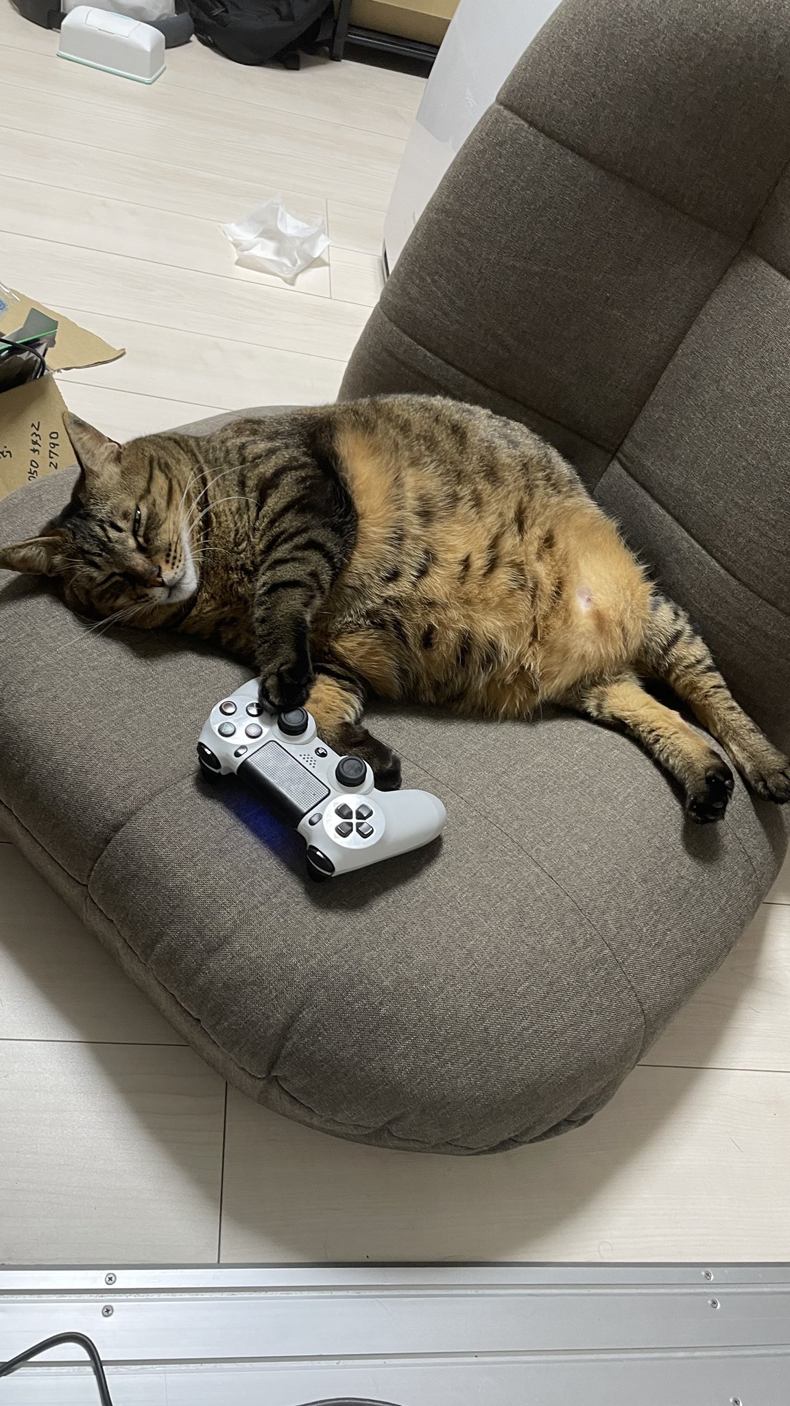 でぶ猫の飼い主 にゃんこの宿 でぶ猫専用の爪とぎ大きいサイズ発売中 Nyankoyado Twitter