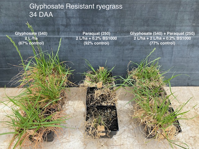 Paraquat + Glyphosate tank-mix- why not to mix. We sprayed 2500 ryegrass seedlings/m2. Glyphosate most effective on susceptible ryegrass. Both biotypes are not resistant to paraquat with the low survival due to reduced coverage. There was no double-knock treatment. <a href="/WeedSmartAU/">WeedSmart</a>