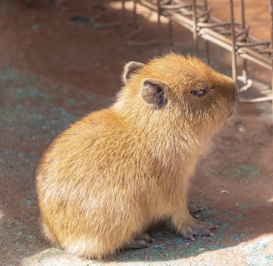 CapybaraCountry's tweet photo. No talk me I angy https://t.co/iJFXYKOiDk
