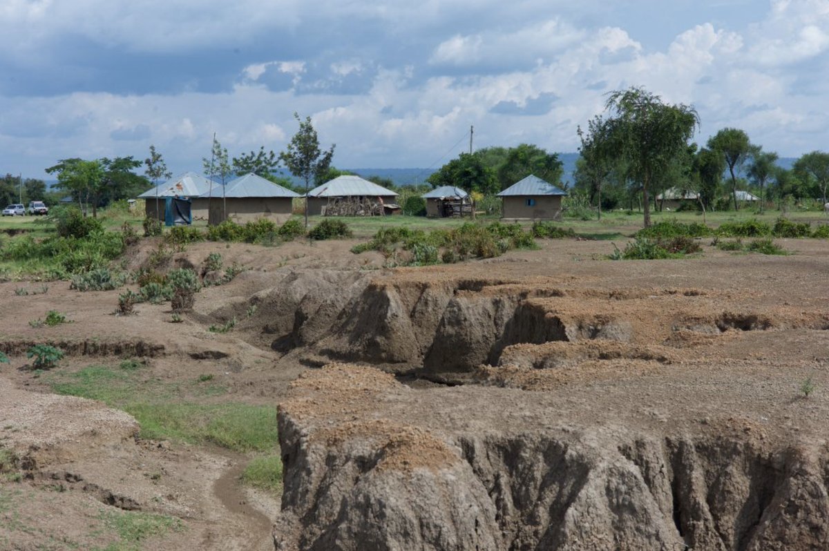 Julie Mollins tweet media