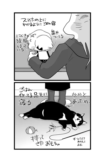 甘えてくる猫です 