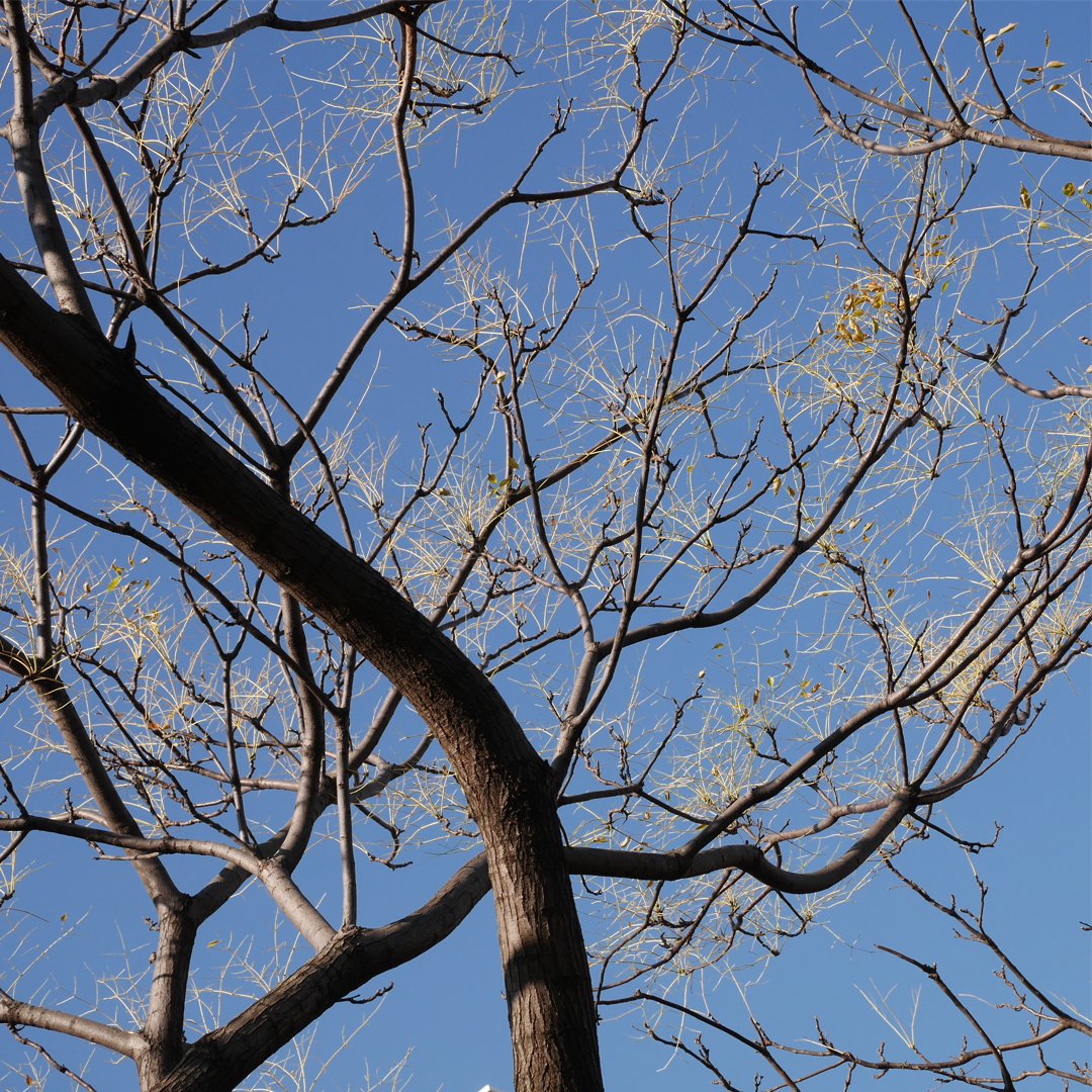 東京花散歩 樹木とお花の写真 木場公園 センダン 遠目で 何か黄色い花が咲いてるの と思ったら 葉も実も落ちたセンダンの 木でした 久しぶりに晴れの日の公園散歩 心が洗われる感覚でした 撮影日 21年12月14日 T Co 2tha44kn19