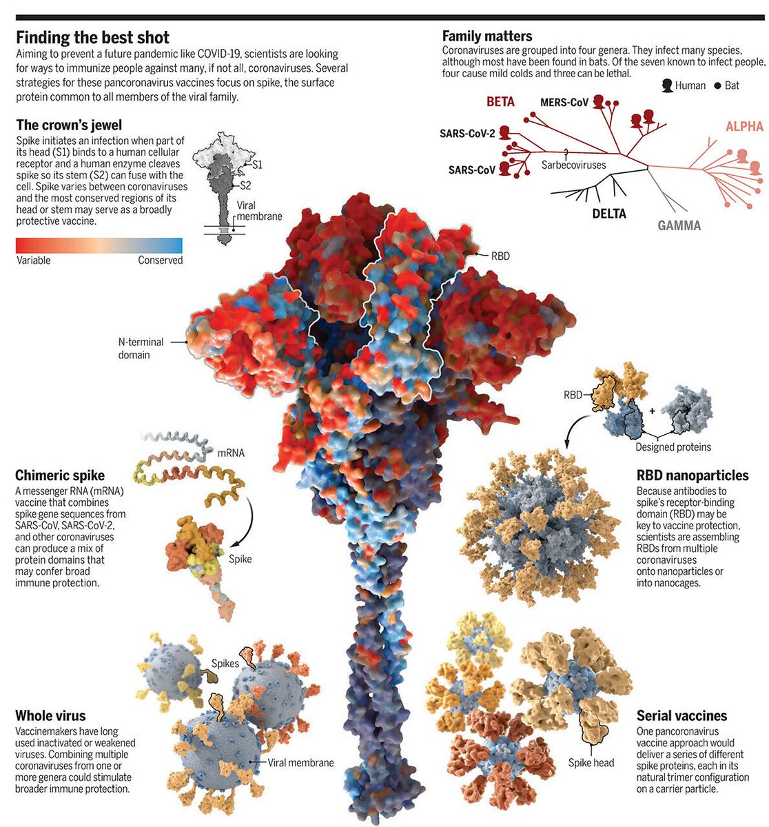ScienceMagazine's tweet photo. Could a "pancoronavirus" vaccine protect us against another pandemic? Scientists are looking for ways to immunize people against many coronaviruses. Several strategies focus on the surface protein common to all members of the viral family. https://t.co/3e3bTanwK5 @ScienceVisuals https://t.co/ANJaNfeTo3