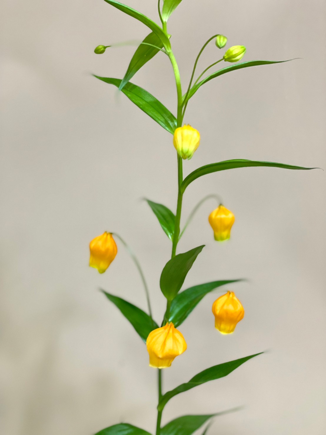 Twitter 上的 花屋はな輔 おはようございます 今日のお花紹介 はサンダーソニアです サンダーソニアは オレンジ色の袋状の花をちょうちんの様に下げて咲かせます 色合いも見た目の可愛いらしいことから 女性に人気があります Tlを花でいっぱいにしよう
