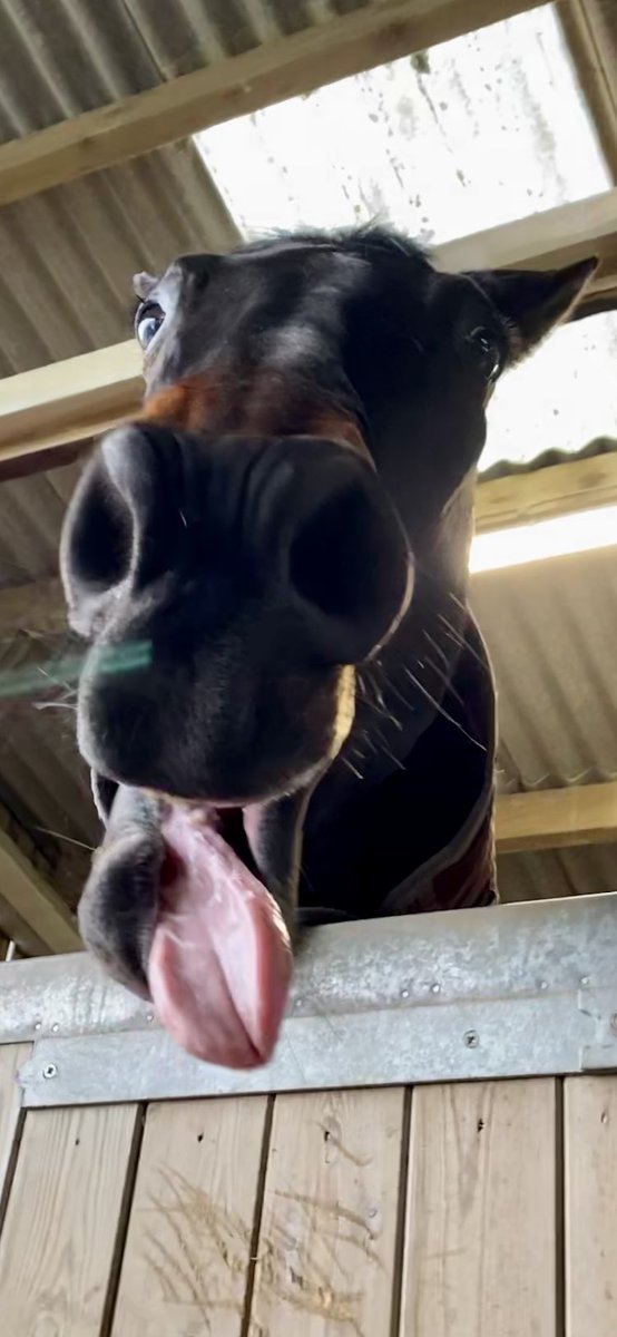 Good morning everyone!!  It’s freezing outside and I really don’t want to get out of bed!! #BlackAeroplane #Legend #Racehorse #Retired #Sleepy #Champ#Carrots #Spoilt