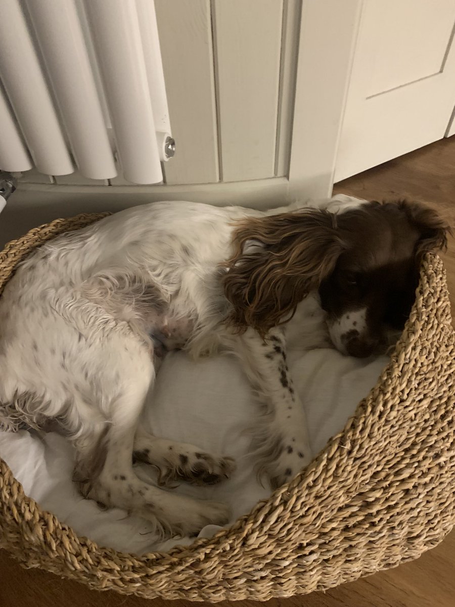 Diolch mawr @milfeddygondeufor @MalanHughes am driniaeth brys i’r spaniel bach ddoe. Gwasanaeth Gwych 👏👏Nadolig Llawen i chi gyd a Diolch 👍