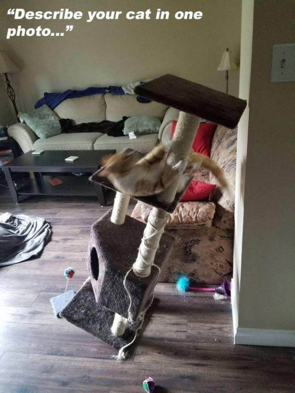 No Context Cats (@nocontextscats) on Twitter photo 