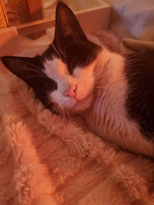 😼🐱😽My new kitty, I just rescued her. I encourage you to do the same 😼🐱 #nadeeavolianova #CatsOfTwitter<a href="/tag/love"class="tags"><span>#love</span></a><a href="/tag/vegan"class="tags"><span>#vegan</span></a><a href="/tag/rescue"class="tags"><span>#rescue</span></a><a href="/tag/topmodel"class="tags"><span>#topmodel</span></a><a href="/tag/loveanimals"class="tags"><span>#loveanimals</span></a><a href="/tag/catsoftwitter"class="tags"><span>#catsoftwitter</span></a>