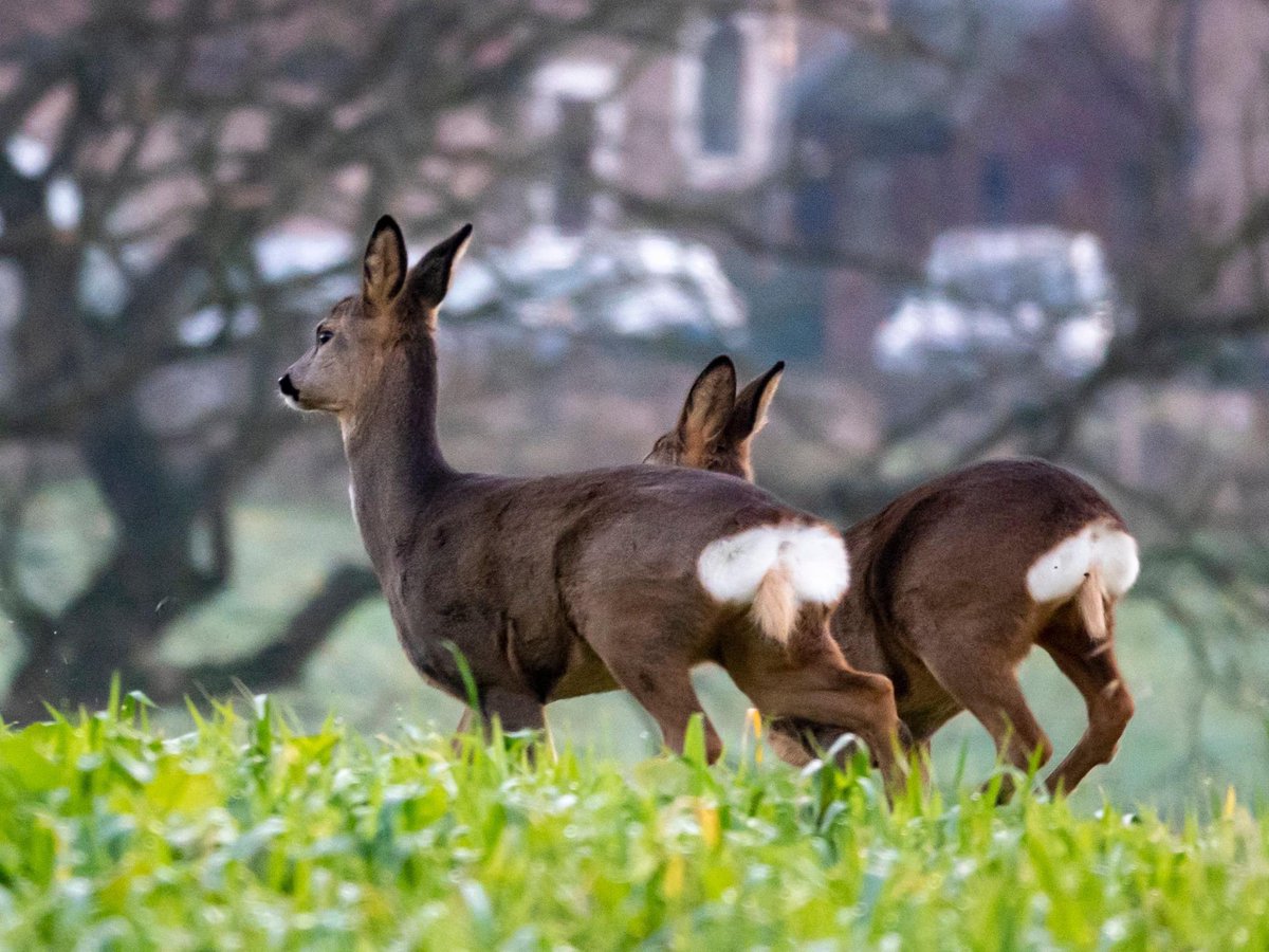 EasterBreich's tweet photo. We are fortunate enough to have Roe deer that call the Wood home. Here are some hastily taken snaps of the deer grazing in the fields next to the wood. All seem to be healthy and well fed, let's hope it's not a hard winter for them. 
📸 Grant Knight 
#nature #wildlifephotography https://t.co/or4q1cpO1e
