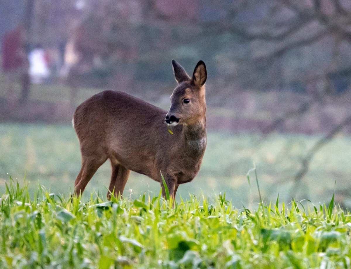 EasterBreich's tweet photo. We are fortunate enough to have Roe deer that call the Wood home. Here are some hastily taken snaps of the deer grazing in the fields next to the wood. All seem to be healthy and well fed, let's hope it's not a hard winter for them. 
📸 Grant Knight 
#nature #wildlifephotography https://t.co/or4q1cpO1e