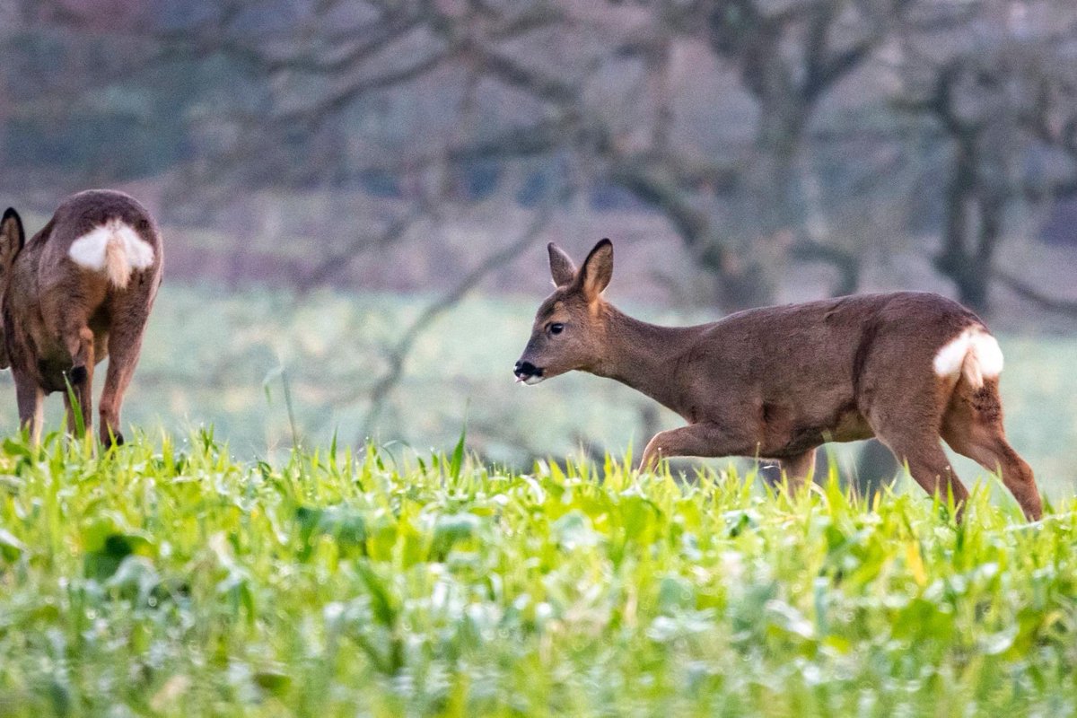 EasterBreich's tweet photo. We are fortunate enough to have Roe deer that call the Wood home. Here are some hastily taken snaps of the deer grazing in the fields next to the wood. All seem to be healthy and well fed, let's hope it's not a hard winter for them. 
📸 Grant Knight 
#nature #wildlifephotography https://t.co/or4q1cpO1e