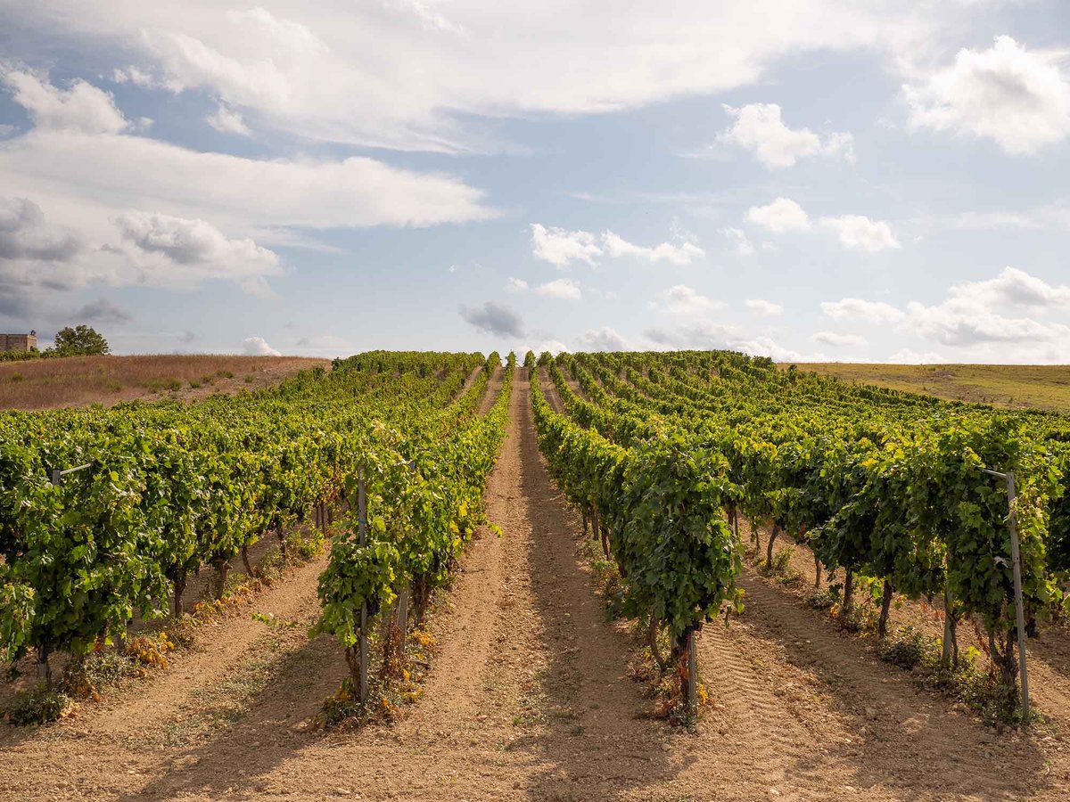 𝐍𝐨 𝐚𝐥 𝐩𝐚𝐫𝐜𝐨 𝐞𝐨𝐥𝐢𝐜𝐨 𝐧𝐞𝐥𝐥𝐞 𝐭𝐞𝐫𝐫𝐞 𝐝𝐞𝐥 𝐏𝐫𝐢𝐦𝐢𝐭𝐢𝐯𝐨 𝐝𝐢 𝐌𝐚𝐧𝐝𝐮𝐫𝐢𝐚

Ieri sera si è riunito il fronte di opposizione coadiuvato dal Consorzio di Tutela contro l’eolico che deturpa il territorio della Dop➡️ bit.ly/NoParcoEolico_…

#ItalianWine