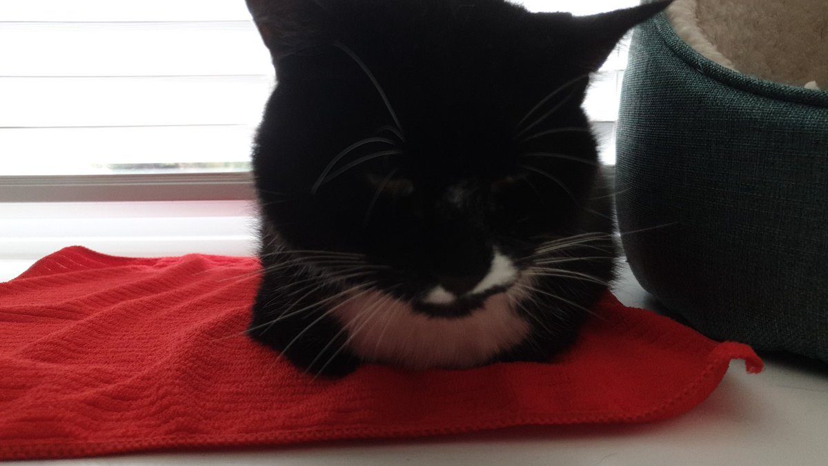 4Catsof's tweet image. Mum accidentally locked the catflap before she went to work yesterday. This is my grumpy face I gave her when she returned and realised her mistake #CatsOfTwitter