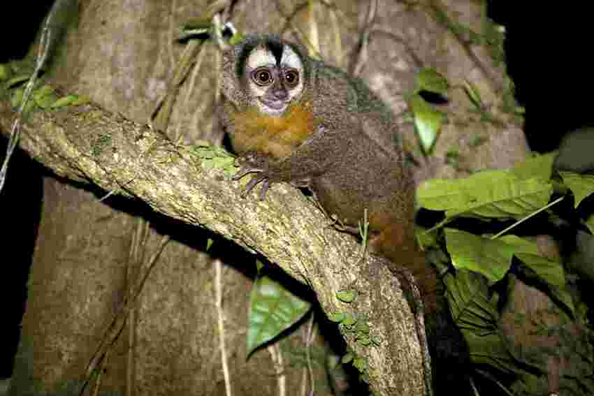 Dear <a href="/VitalikButerin/">vitalik.eth</a>! Thanks for your time at the #AskVitalikBA conference :)

I would like to correct a little mistake of <a href="/santisiri/">santi</a> and <a href="/oligolds/">Olivia Goldschmidt</a>  and share with you 4 of the 5 beautiful monkey species living in  Argentina 🐒🐒🐒🐒🐒