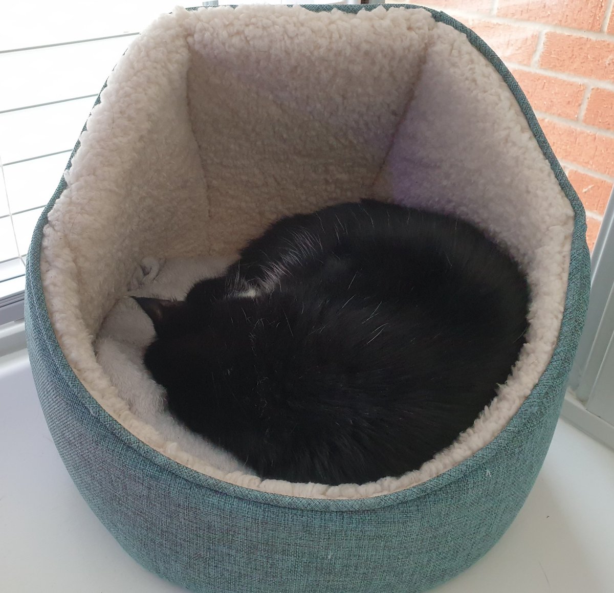 4Catsof's tweet image. It took me ages to forgive her and get warm again. Even though she put the heating on especially for me #CatsOfTwitter #oldcats