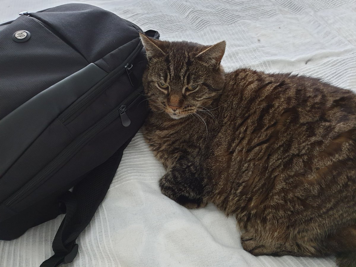 4Catsof's tweet image. I've held mum's laptop bag hostage today and stopping her from working as I know she wont want to disturb me #CatsOfTwitter #donotdisturb