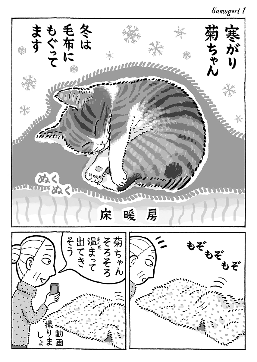 2ページ猫漫画「寒がり菊ちゃん」 #猫の菊ちゃん 