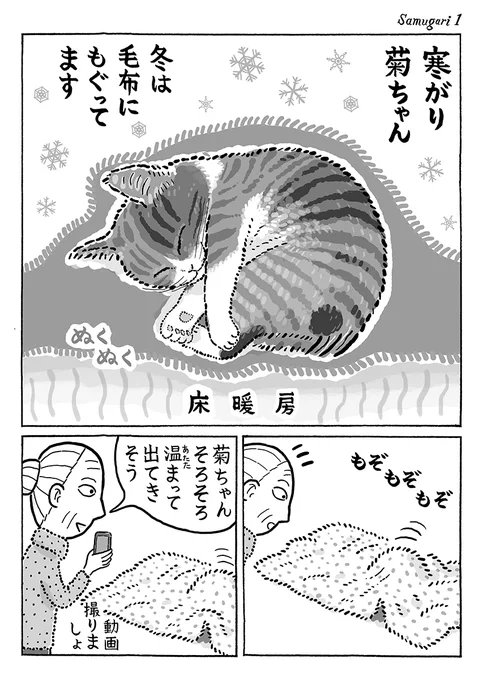 2ページ猫漫画「寒がり菊ちゃん」 #猫の菊ちゃん 