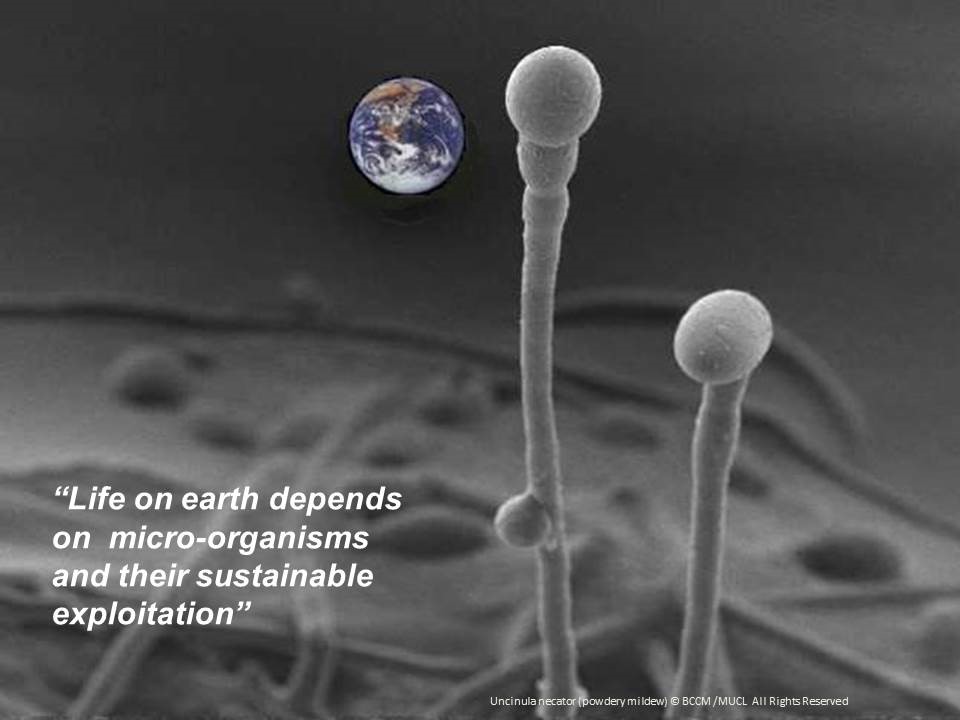 BccmCollections's tweet photo. Keep the focus on your core business while BCCM helps you with compliance.

The BCCM collections bundle efforts with MIRRI infrastructure to respond to all legal requirements on your #biologicalmaterial.

More Info:
https://t.co/0DmYpNOBVO

@belspo @MIRRI_live https://t.co/ULXEU0sODp