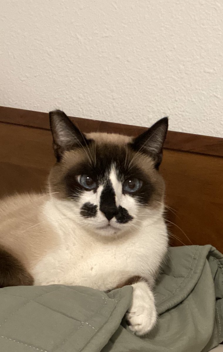 frankmeowcian's tweet photo. hmmmmmm,, https://t.co/4DmBzEQn2G