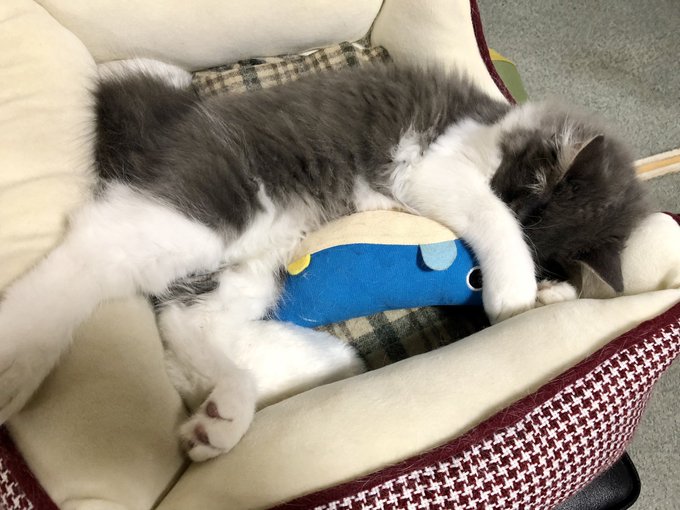 おねむりおんハッピーセット 