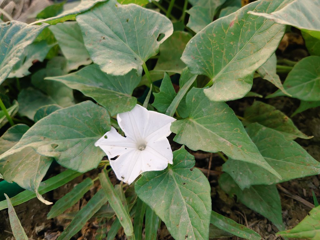 八神光 台湾on Twitter 蕃薯旋花科的蕃薯 開純白色的花朵 而花型與同為旋花科的牽牛花極度相似 蕃薯收成前要理蔓 減少澆水 使養分集中肥育在根部 T Co Wnishwl0cd Twitter