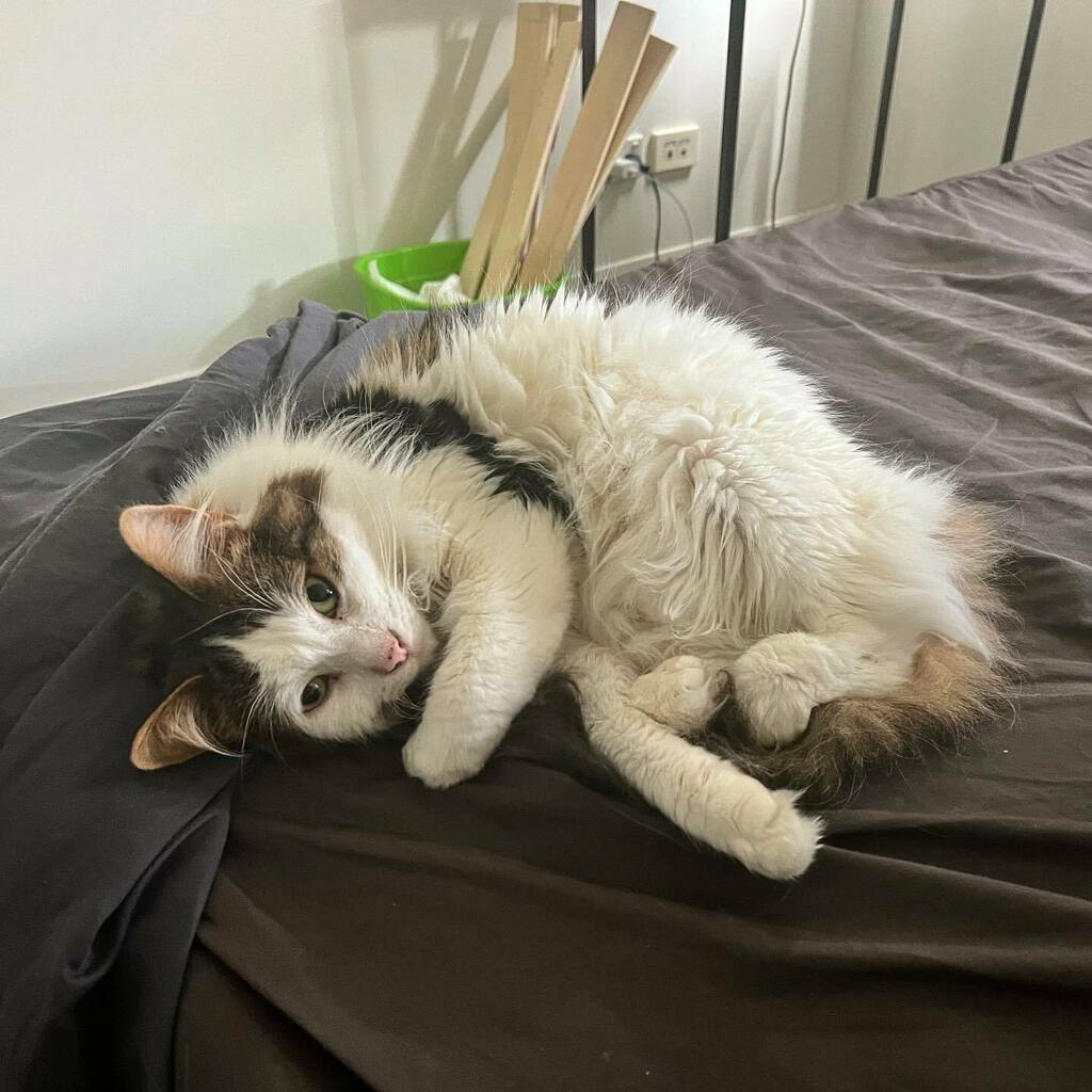 balrogmeowgoth's tweet photo. I need a midday nap before my afternoon snooze.
#cat #cutecats #cutecatsofinstagram #fluffycats https://t.co/TM7NoH2naZ https://t.co/Ya6puffFy9