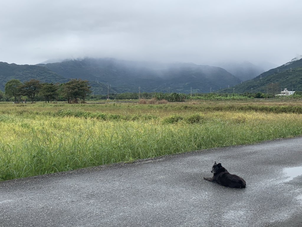 py_pytorch's tweet image. 狗勾 🐶