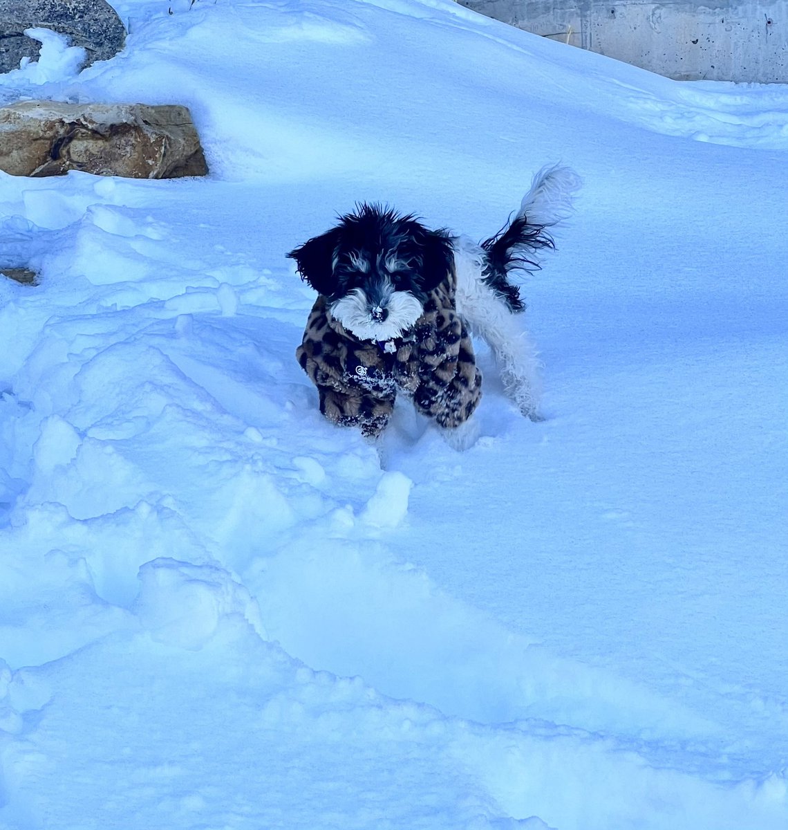 CouRageJD's tweet photo. If you’re having a rough day, then here’s a picture of Kaya in snow for the first time in her little jacket to cheer you up. 

🥺🥺 https://t.co/aoFwHSAwCt