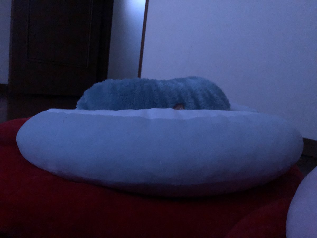 chacha_03022's tweet photo. ずっと呼んでるのに来てくれないから

下の部屋ママと降りたのかな
って思って　
かぶきだけ連れて行こうとしたら
おった！！クッションかと思ってた😂

可愛いなぁ https://t.co/WwBNiPlz02
