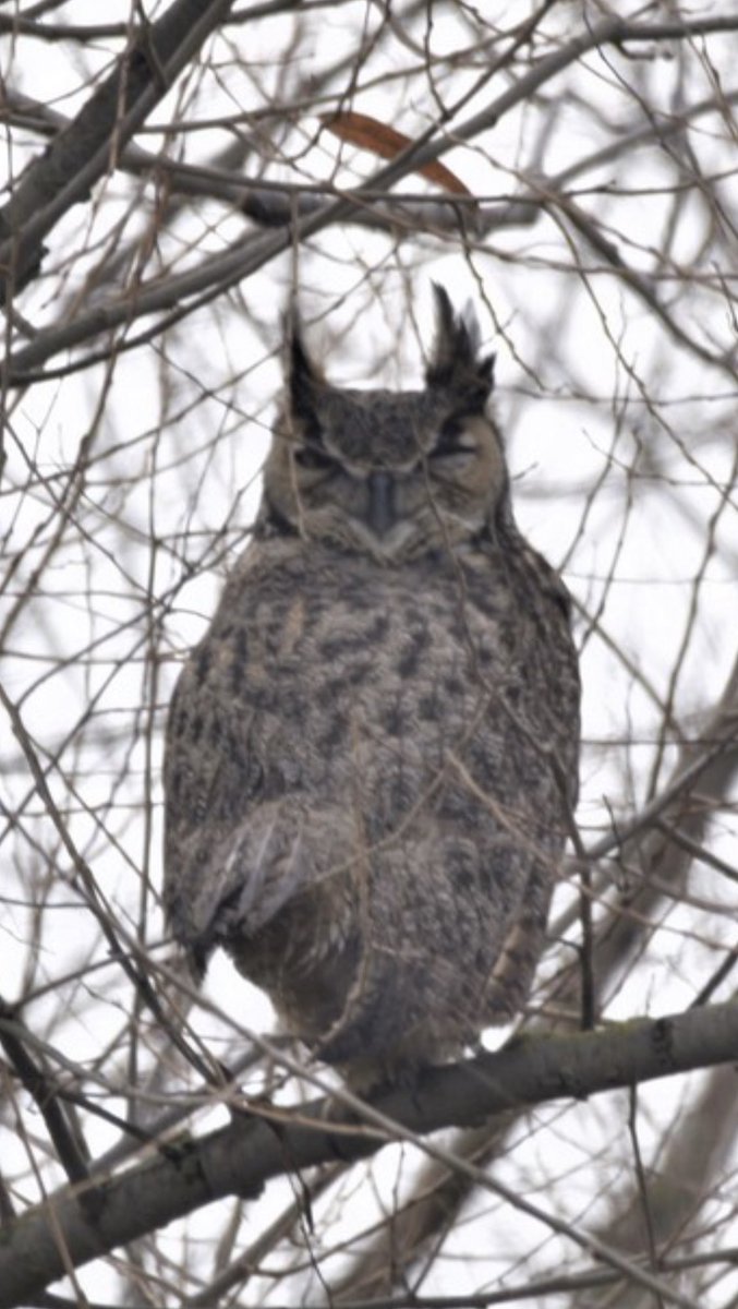 utopia4sharing's tweet image. Great horned owl spotted for the first time
