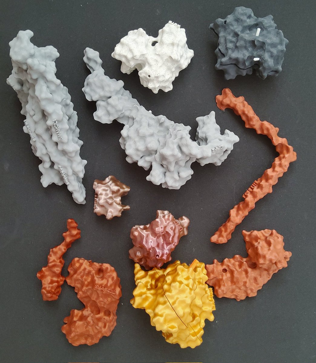 OlgaJasnovidova's tweet photo. Once assembled that will be a #chromatin #remodeller. Can you guess which one just by looking at the parts (do not check the labels 🙈? #3Dprinted https://t.co/0EKgwYKsOy
