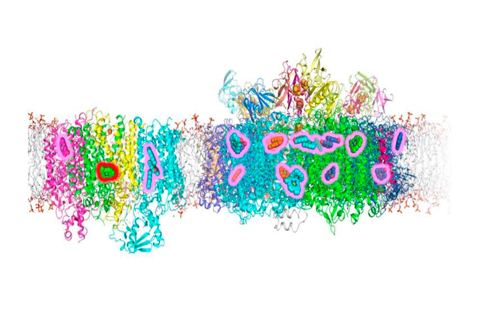 Researchnewscc's tweet image. Locations of structural changes in photosystems I and II that allow growth in far-red light #locations #photosystems #research #newspaper @penn_state 

Read more about this here: ow.ly/GePm50HgJno

Subscribe for free to ResearchNews Newsletter: researchnews.cc/index.asp?int_…