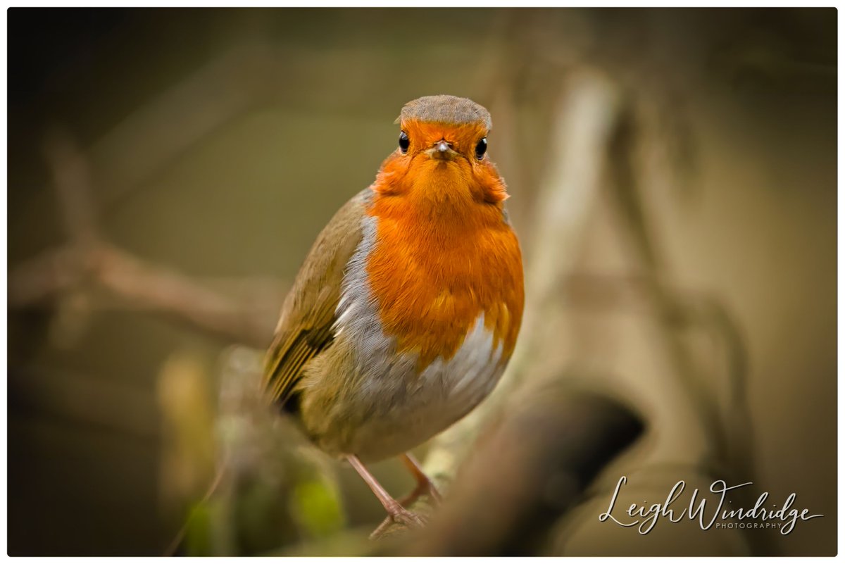 On the first day of astronomical #Winter there's #frost, so here's a lovely #Robin to guide us through as the days start to get longer again!
#WinterSolstice #LongestNight #ThePhotoHour #Photography #NaturePhotography #Nature #TwitterNatureCommunity #Birds @Natures_Voice #winter