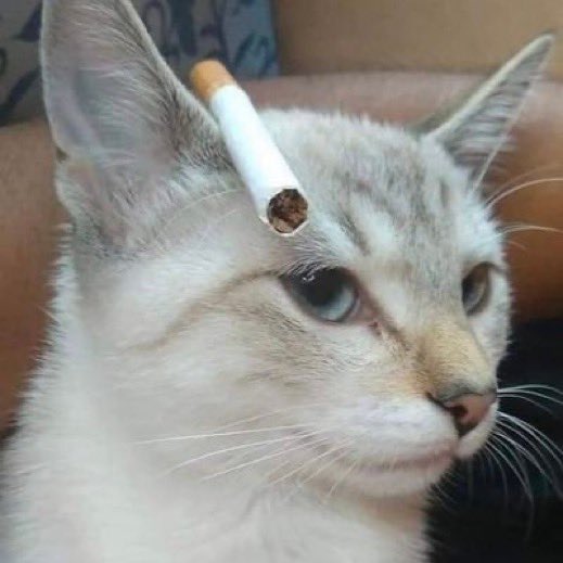 cigarette on ear cat with cigarette behind ear