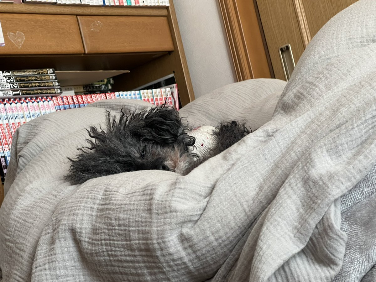 maupeeeco's tweet photo. こっちみながら眠そうにしてるんクソ可愛い😍😍 https://t.co/8Se1VpwgYw
